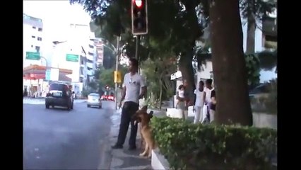 Como treinar cães sem guia.Por:(Edson amigo do cão)