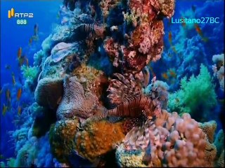 Mares e Oceanos - O Mar Vermelho - RTP2