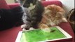 Two cats are trying to cat video game mouse