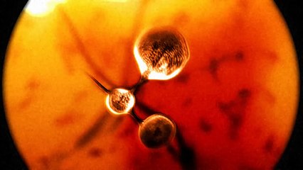 Bacteriophage T4 DNA Packing
