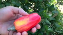 Cashew fruit picking on a monday morning - Our life by design living in costa rica travel blog