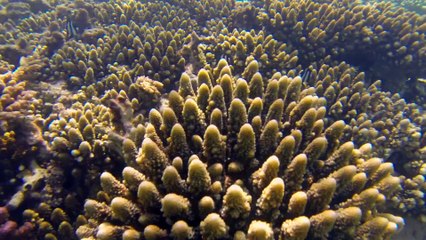 Snorkeling à la Réunion