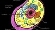 parts of an animal cell 4th grade
