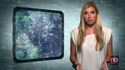 Rescue Workers Continue to Look for Debris from Indonesia Plane Crash in Mountains