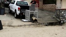 V8, SweetBrown and Sassy released by the Pacific Marine Mammal Center