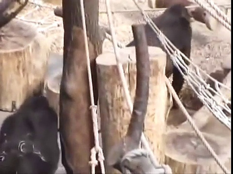 Interaction between Richard and his gorilla  ladies