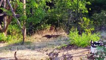 Strawberries & wild turkeys on July 31st