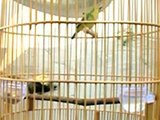 Burung Pleci Gacor TOP BANGET Agt 2015