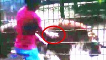 Tiger attacks boy: Father allows son to climb over fence to feed tiger at zoo in Cascavel, Brazil