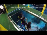 Snorkeling with Sharks in London