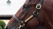Emir de Dubai paga 2.6 milhões de euros em cavalo