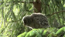 LAPPUGGLA  Great Grey Owl  (Strix nebulosa)  Klipp - 1320