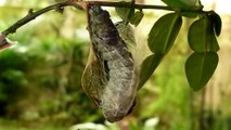 Atlas moth larva pupating.MOV