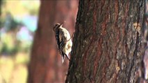 Bear Head Lake State Park: America's Favorite Park