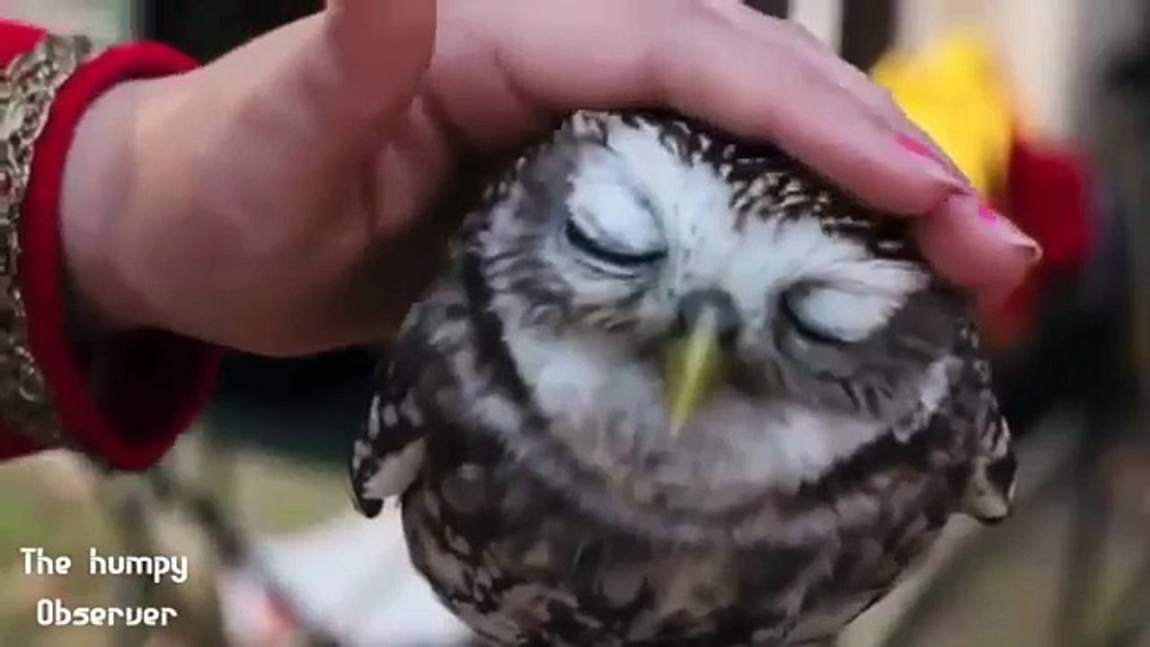 MIGLIORI VIDEO DI ANIMALI DIVERTENTI E TENERI 1°parte   funny animals