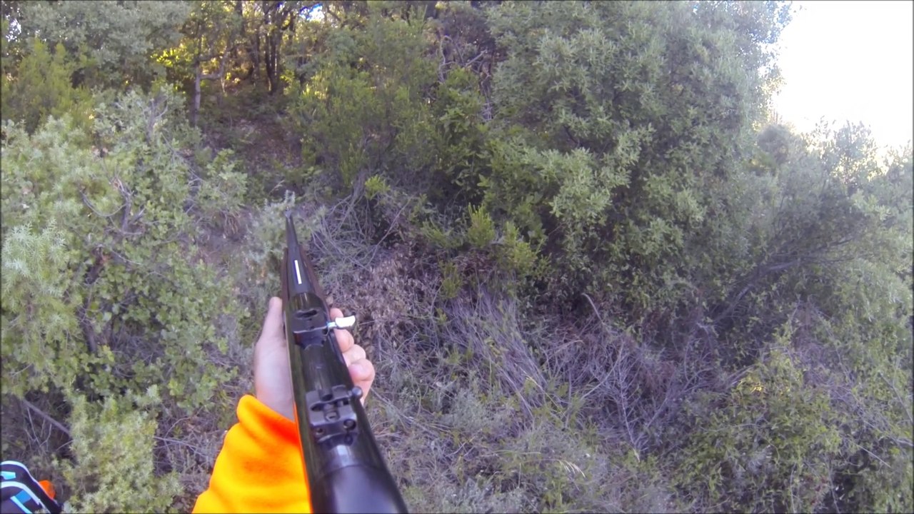 Chasse au sanglier. Puechabon 2015.