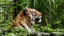Taipei Zoo 孟加拉虎 20150504