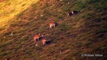 Berrea en Somiedo 2010 (I) (Cervus elaphus)