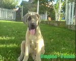 Odrastanje jednog psa - Srpski Odbrambeni Pas Jana Serbian Defence Dog - growing up in pictures