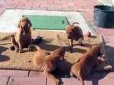 Small vizsla puppies are playing together