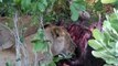 Lion eating Cape Buffalo (HD version)