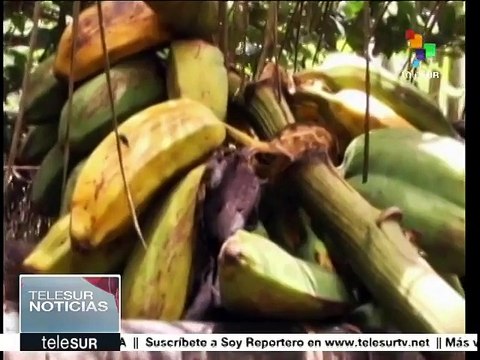 Costa Rica: desalojan violentamente a campesinos de zona sur