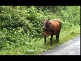 Cattle License : Livestock Farmers of Anchal, Eroor, Alayamon, Kulathupuzha in Fear
