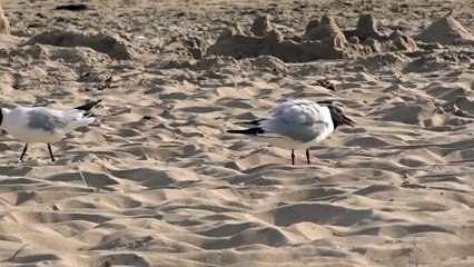 blue boy and the zion sea gulls