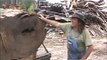 Sawing Deadhead Cypress Triple Table Tops At Cross Sawmill