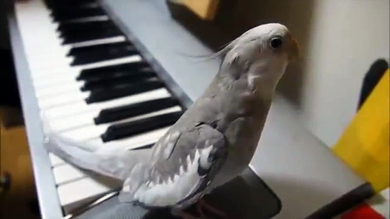 Un perroquet siffle le générique de Mon voisin Totoro