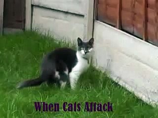 BRUTAL CAT ATTACKS  FATAL INJURYS Cat, Dog e Animals