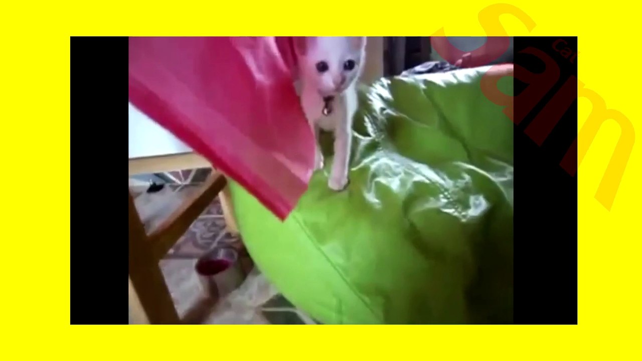 Funny little cats