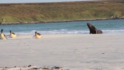Un lion de mer affamé