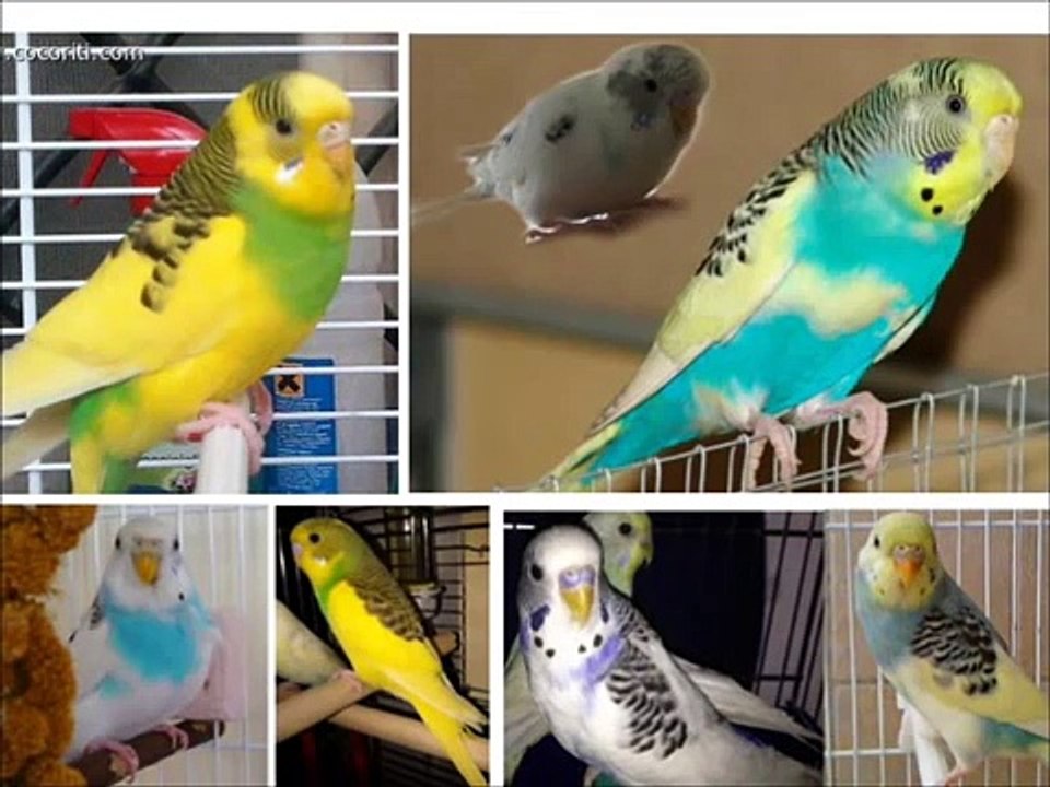 genetica cocorite completo