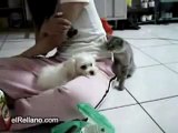 Katze schlägt Hund