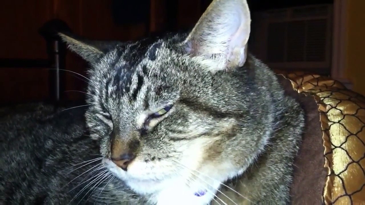 Cat facial twitches / seizure