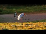 Sarus Cranes in Bharatpur