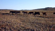MONGOLIAN HORSES | Przewalski's Horses | Mongolian Адуу, aduu | Jürgen Schreiter Trekking Tours