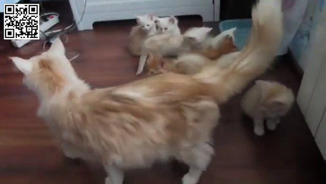 Кошка напугала своих котят!