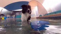 Border Collie Bella plays with a big blue balloon in the swimming pool