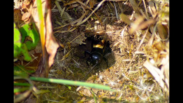 Chant du grillon des champs ou grillons champêtre.( Gryllidae )