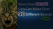 10 Interesting Facts about Cats, Cat Facts