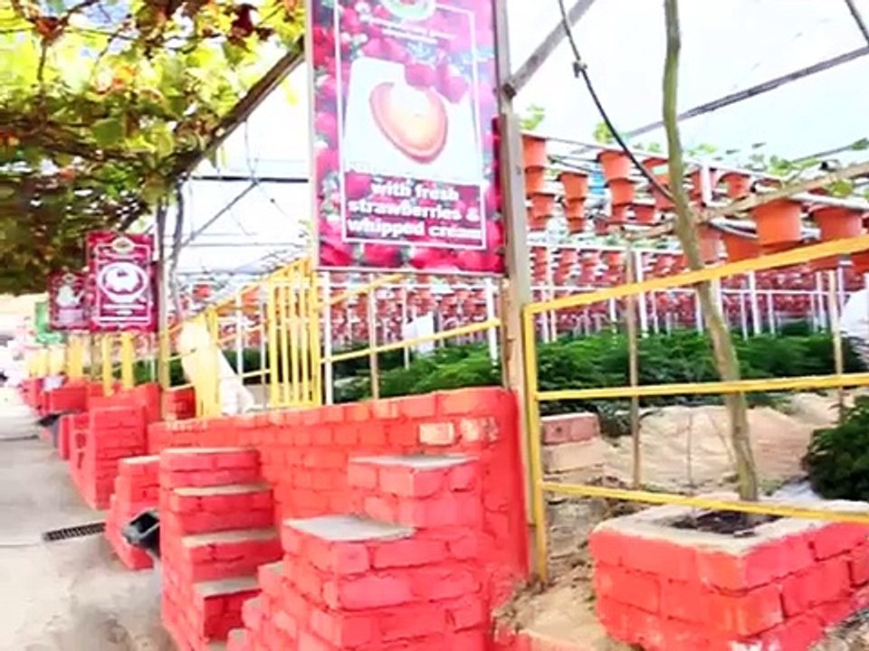 Big Red Strawberry Farm: Cameron Highlands Malaysia - with Kehakaset Magazine