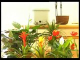 Automatic Plant Watering For Houseplants