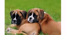 Dogs Animal Boxer Puppies - Best Dog Videos