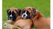 Dogs Animal Boxer Puppies - Best Dog Videos
