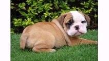 Cute Dogs And Bulldog Puppies - Funny Dogs Animal