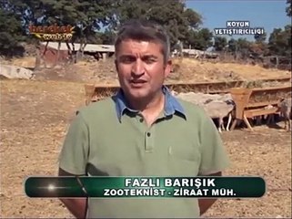 Hayvancılık - Koyun yetiştiriciliği - 2. Bölüm