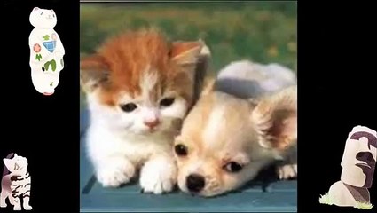 Funny Videos Of Pet Animals Animal Compilation Video Of Funny Clips Funny Pictures And Captions