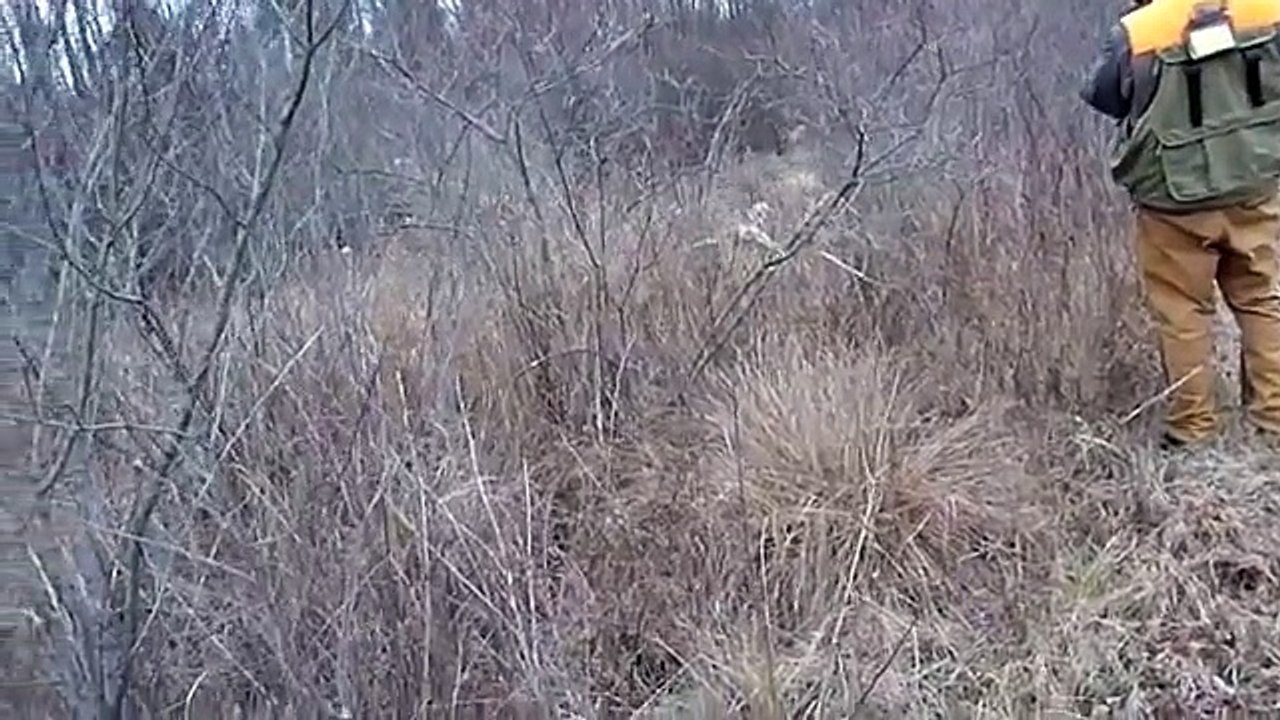 Jagdterrier Hunting Pheasants